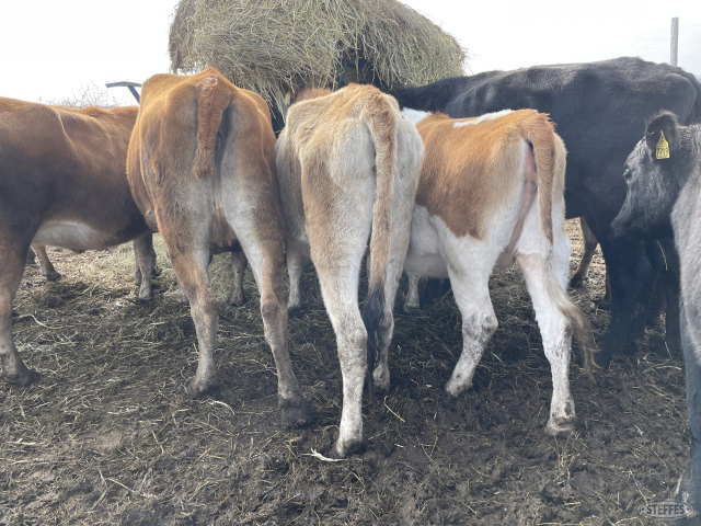 (8) Jersey/crossbred heifers